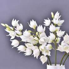 30 Semillas de Jazmín Llorón Blanco - Regalo Perfecto para Jardineros: Ideal para Cumpleaños, Bodas y Días Festivos. Fácil Cultivo en Interiores/Exteriores, Flores Fragantes y Decorativas. ¡Planta Semillas y Disfruta de un Jardín Elegante! - Multicolor - Ver 4