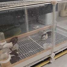 DJKFH Jaula For Conejos Cobayas Y Gallinero con Malla De Hierro Resistente Y Bandeja íble Ideal For Observación Limpieza Uso Familiar Granjas Y Tiendas De Mascotas. 109 * 39 * 45cm - Un color - Ver 5