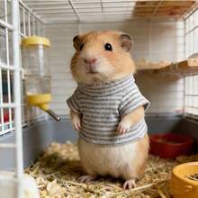 1pc Small Pet Clothes, Hamster Hoodie Sweatshirt, Cute Guinea Pig Striped Sweatshirt - Warm Pet Apparel Suitable For Dwarf Hamster, Mouse, Gerbil And Other Small Animals (Within 17cm) - Multicolor - View 1
