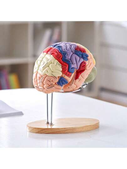 Human Brain Model Anatomy, 2X Life-Size 4-Part Human Brain Anatomical Model With Labels & Display Base, Color-Coded Detachable Brain Model For Science Research Teaching Learning Study Display