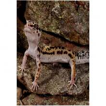 Toalla 3D de Leopardo Gecko Lizard Native To Pakistán-Na02 Dno0912-David Northcott, 15 cm x 56 cm,40839668 - Multicolor - Ver 1