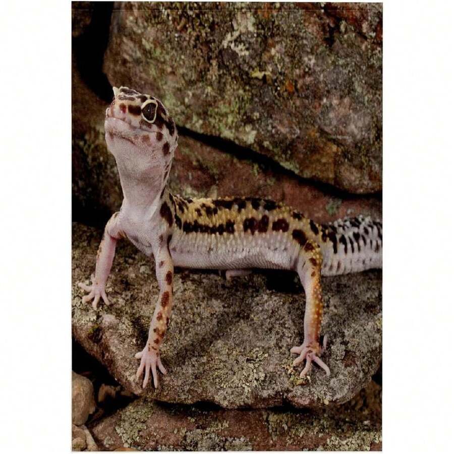 Toalla 3D de Leopardo Gecko Lizard Native To Pakistán-Na02 Dno0912-David Northcott, 15 cm x 56 cm,40839668 - Multicolor - Ver 1