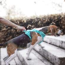 Breathable Dog Harness, Front & Back D-Rings, Padded Oxford Cloth Pet Vest, Anti-Choke & Escape-Proof - Mint Blue - View 7