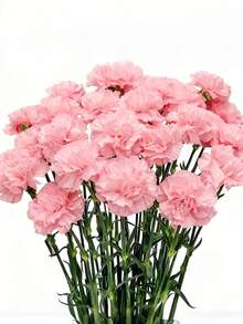 10支仿真粉色康乃馨花束,假康乃馨,适用于家居装饰、婚礼、新娘捧花、周年纪念、生日及各种插花,也适用于家庭、办公室、母亲节DIY花束制作、婚礼装饰、派对装饰、酒店装饰、桌面装饰等。 - 粉色 - 查看 2