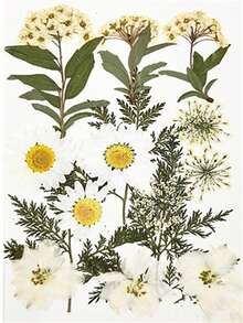 手工干花压制展示框，镂空3D植物标本保护双面透明玻璃框 - 均碼 - 查看 12