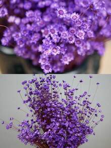 Purple (small Star Flower)