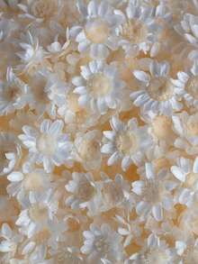 Pure White (small Star-shaped Flower)