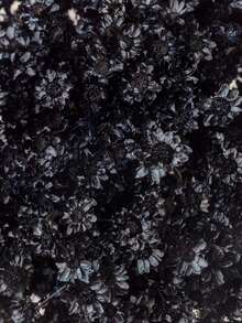 Black (small Star-shaped Flower)