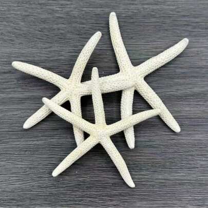 3pcs Home Ornaments, Aquarium Ornaments, Living Room Ornaments, Home Decoration Sea Shell Big Five Finger Sea Star Specimen Mediterranean Home Platform Wall Stickers Decoration Collection Accessories Mediterranean Platform Decoration Ocean Decoration Wall Decoration Series Home Decoration Home Decoration Ornaments, Living Room Decoration Ornaments, Holiday Decorations