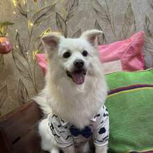 绅士休闲领结衬衫宠物狗服装，适合小型犬，四季皆宜，防脱毛，适合猫、吉娃娃、贵宾犬，节日派对用品