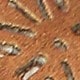 Brown - Matte Finish
