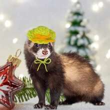 Gorro de loro tejido hecho a mano, divertido sombrero de loro y rana, traje de Animal PEQUEÑO, traje con correa ajustable para la barbilla, sombrero de serpiente, bonito sombrero pequeño para mascota MTFL - 17 - Ver 3