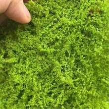 迷你藤蔓花卉模型套装，5克/0.18盎司人造绿色植物，人造花藤，适用于模型屋、景观美化、DIY工艺品、微景观背景材料、娃娃屋装饰、微缩模型装饰、仙女花园装饰 - 彩色 - 查看 10