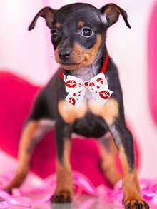 1/2pcs Valentine's Day Pet Bow Tie, Adjustable Bow Tie Collar, Colorful Heart/Lip Print Pattern, Cute & Fashionable, Add Party/Wedding/Valentine's Day Atmosphere For Your Pets, Fashion Accessory, Pet Store Decor, Cat & Dog Costume, Create A Sweet And Eye-Catching Look For Your Beloved Pets - Multicolor - View 10