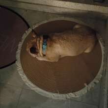 1 件不掉毛绳编织猫抓板，适合猫抓挠和休息，可作为改善氛围的家居宠物礼物 - 彩色 - 查看 10