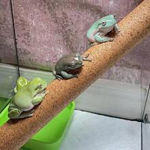 1件随机颜色和款式爬行动物、两栖动物栖息地攀爬棒，软木栖架，适用于壁虎、变色龙、巨型安乐蜥宠物饲养箱装饰 - 彩色 - 查看 1