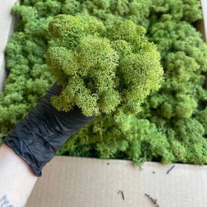 1 Box Moss Plants, Eternal Moss For Home Decor, Holiday Photo Props, Fairy Gardens, Terrariums, Crafts And Weddings, DIY Aquarium Decorations