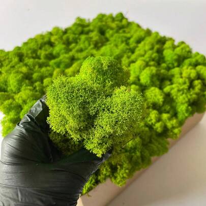 1 Box Moss Plants, Eternal Moss For Home Decor, Holiday Photo Props, Fairy Gardens, Terrariums, Crafts And Weddings, DIY Aquarium Decorations