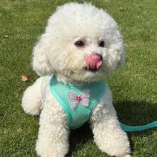 LANGXINGCS 1pc Elegant Butterfly Pet Harness & Leash Set, Polyester Butterfly Dog Harness & Leash Set With Detachable Bow Decor And Adjustable Buckle Design, Suitable For Small/Medium Cats And Dogs Indoor/Outdoor Use - Multicolor - View 16