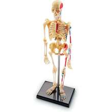 Skeleton Model - 41 Piezas Modelo del Esqueleto Humano, Anatomía para Niños, Juguetes Didácticos, Partes del Cuerpo Humano,40983809 - A - Ver 1