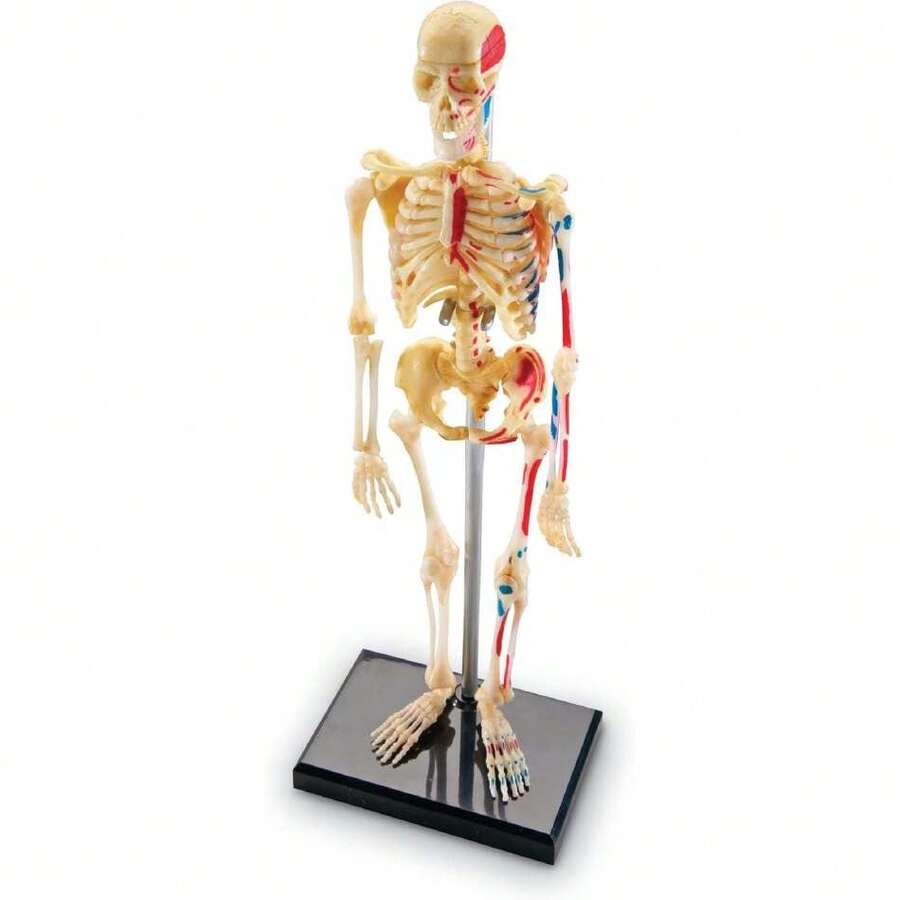 Skeleton Model - 41 Piezas Modelo del Esqueleto Humano, Anatomía para Niños, Juguetes Didácticos, Partes del Cuerpo Humano,40983809 - A - Ver 1