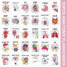 30pcs Medical Anatomy Flash Cards - Anatomy Cards Of Human Body Systems With Labeled Illustrations, Interactive Learning - Anatomy Study Guide, Biological Anatomy Learning Cards - Multicolor - View 4