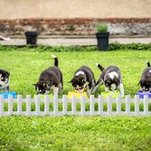 Wood-Look Lawn Edging, Plastic Bed Edging, Bed Border, Mowing Border, Palisade, Garden Fence, 43cm X 12cm Element - Blanc-12 Pièces - View 5