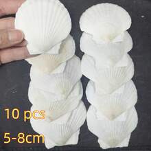 10件天然大貝殼，2-3英吋（5-8公分）4-5英吋（9-12公分），[請檢查SKU以確認產品數量和尺寸，天然貝殼可能有瑕疵] 大量白色大貝殼，適用於手工藝、DIY繪畫、烘焙、海灘婚禮裝飾 - 天然貝殼，適用於海洋主題派對和家居裝飾、海灘派對。如果您介意，請不要購買。 - 10pcs - 查看 11