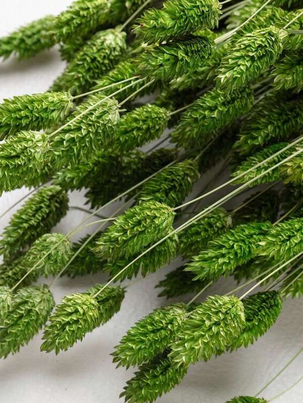 20/50/100pcs Gem Grass Dried Flowers/Preserved Flowers, Multi-Color Options, For Home Decor, Vase Decor, DIY Bouquets, Cake Decorations