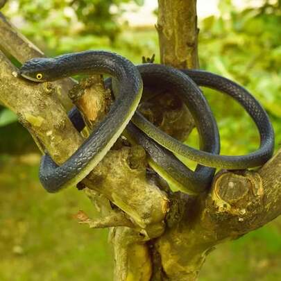 1pc Realistic Black Snake Prank Toy - Soft, Squeezable, Durable Plastic, Great For Holiday Decor And Party Pranks, Lifelike Fake Snake Prop