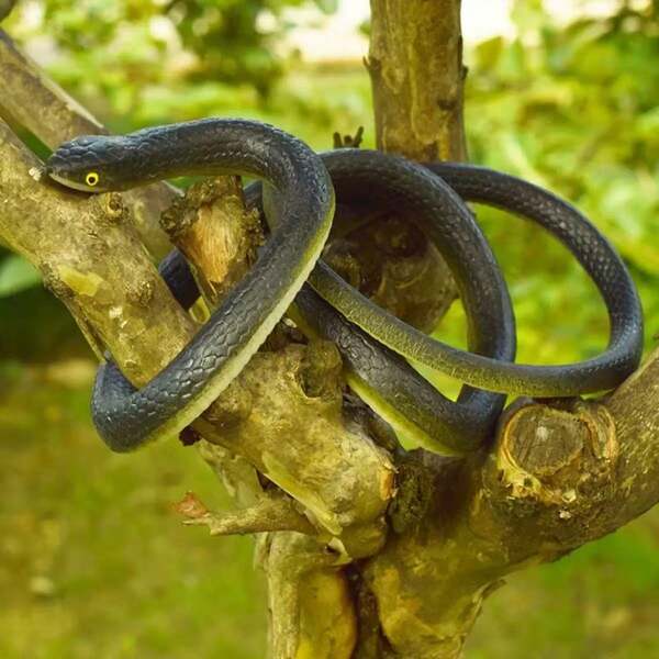 قطعة واحدة لعبة عملية ثعبان أسود - من بلاستيك ناعم وقابل للضغط وقوي، رائع لديكور العطلات والمزاح في الحفلات، دمية ثعبان مزيف واقعي