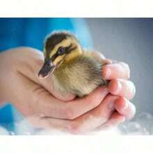 Multiple Specifications, Ultra Original Scent Dish Soap Liquid – Tough On Grease, Soft On Hands |         Ep Cleans Dishes, Pans & Utensils In Seconds |         No Residue, No Harsh Chemicals |         Leaves A Refreshing  After Every Wash - 1 - 查看 7