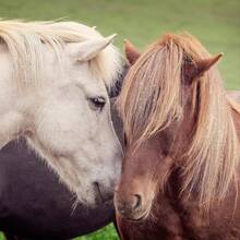 12pcs Shiny Multicolor Horse Hair Decoration Set, Colorful Sequins For Horse Mane And Tail, Easy-To-Apply Horse Grooming And Costume Accessory, Photography Prop, Suitable For Performance, Photography, Masquerade And Other Occasions - Multicolor - View 3