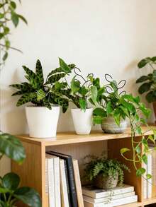 植物攀爬架，户外盆栽植物攀爬支撑架，多层花卉植物支架，适用于攀援藤蔓、爪兰、虎皮百合等室内/室外植物，创意固定杆植物支架，家居装饰，园艺用品 - A - 查看 8