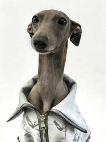 Italian Greyhound Whippet Dog Clothes, Navy Blue Printed Zip-Up Jacket, Windproof Warm Fashionable Pet Apparel - White - View 4