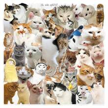 50张透明逼真猫咪贴纸，趣味可爱宠物手机壳贴纸 - 彩色 - 查看 2