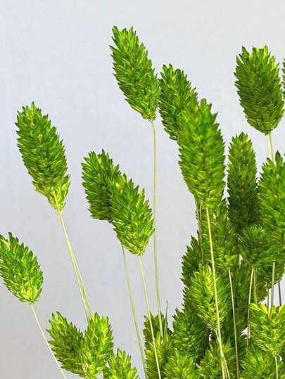 20/50/100pcs Gem Grass Dried Flowers, Assorted Colors, For Home Decor, Vase Decor, DIY Bouquets, Cake Decoration