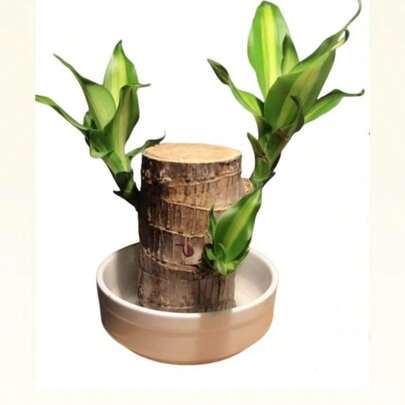 Brazilian Lucky Wood Hydroponic Potted Plant With Sprouts & Groot | Low-Maintenance Indoor Desktop Bonsai For Lazy Gardeners