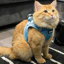 Stepin Air Dog Harness All Weather Mesh, Step In Vest Harness For Small And Medium Dogs By ... - SChest14516HarnessBa - View 9