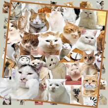 50张透明逼真猫咪贴纸，趣味可爱宠物手机壳贴纸 - 彩色 - 查看 6