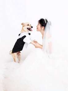 1件宠物狗/猫西装/衬衫/礼服/四脚服装/婚礼庆典/时尚气质 - 彩色 - 查看 4