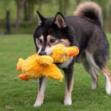 Best Pet Supplies Interactive Squeaky Dog Chew Toy, Ideal Dog Toys For Chewers, Small, Medium & Large Dogs, And Fetch Lovers - Ducky Doodle (Yellow), Large - / - Xem 6
