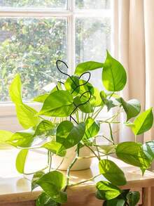 植物攀爬架，户外盆栽植物攀爬支撑架，多层花卉植物支架，适用于攀援藤蔓、爪兰、虎皮百合等室内/室外植物，创意固定杆植物支架，家居装饰，园艺用品 - A - 查看 5