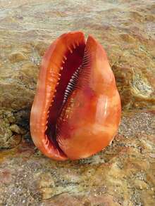 Temporada de bodas Concha natural, Conus Marmoreus, una de las cuatro especies famosas de caracol, para colección en el hogar, decoración de especímenes, paisajismo de acuario y accesorios de fotografía, decoración del hogar, accesorios para paisaje de pecera, utilería para fotografía - Unitalla - Ver 8