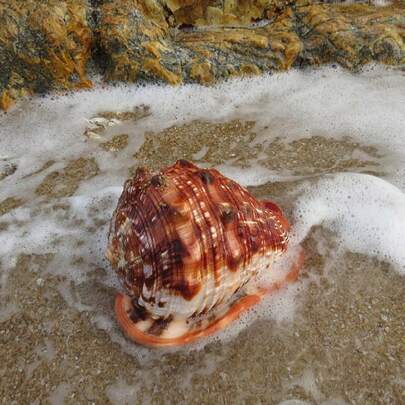 婚礼季天然贝壳，大理石锥螺（Conus marmoreus），四大著名海螺品种之一，适用于家居收藏、标本装饰、水族箱造景和摄影道具。家居装饰配件，鱼缸景观拍摄道具。