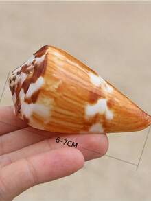 Natural Seashell Conch Aquarium Decor, Mediterranean Style Home Window Decoration, Living Room Decor, Aquarium Ornament - one-size - View 4
