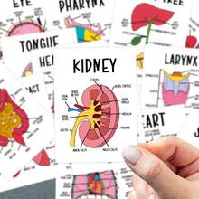 30pcs Human Anatomy Flash Cards With Detailed Illustrations, Educational Anatomy Reference Cards, Anatomy Learning Cards, Anatomy Learning Guide For Medical And Nursing Students - A - View 5