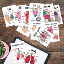 30pcs Human Anatomy Flash Cards With Detailed Illustrations, Educational Anatomy Reference Cards, Anatomy Learning Cards, Anatomy Learning Guide For Medical And Nursing Students - A - View 6