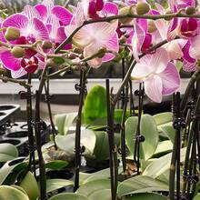 20/40/60 piezas Clips para plantas, Clips para orquídeas Clips de soporte para plantas de orquídeas Clips para flores y enredaderas para sostener tallos y enredaderas y mantenerlos erguidos, color verde oscuro - Clips para plantas - Ver 9