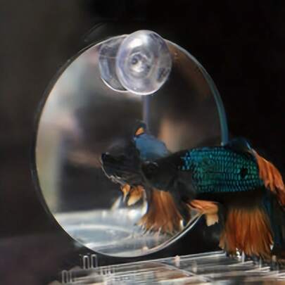 Acrylic Training Mirror For Aquarium - A Decorative Aquarium Reflective Accessory Designed Specifically For Ornamental Fish - Durable And Easy To Install Fish Mirror Accessory